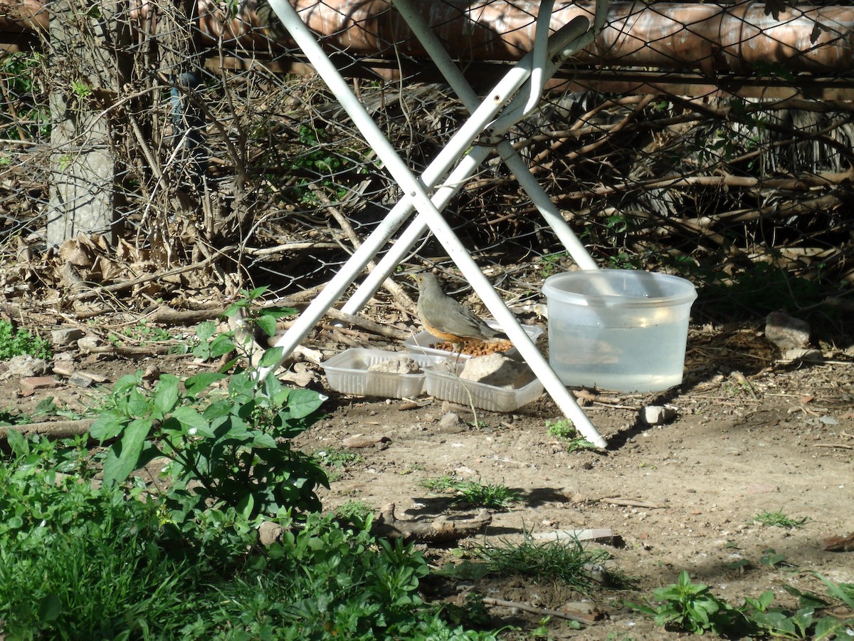 Rufous-bellied Thrush - Camila Elisabeth Allende da Cunha