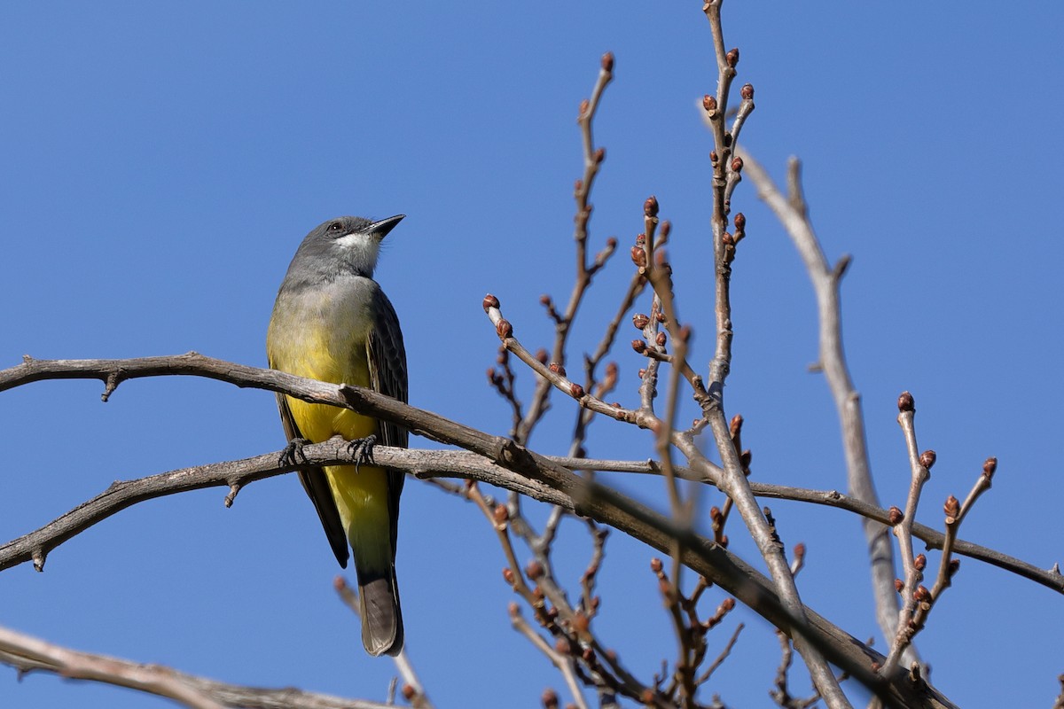 Cassin's Kingbird - Jean Broadhvest