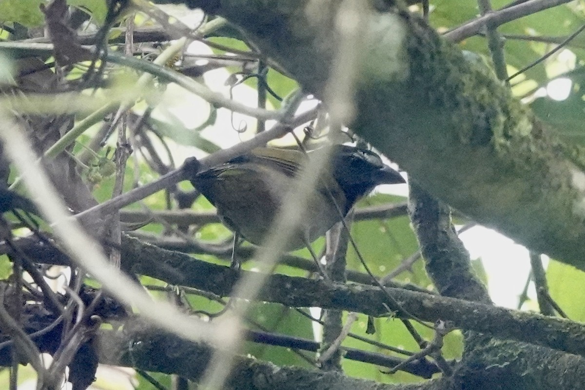 Buff-throated Saltator - Matthew Auchter