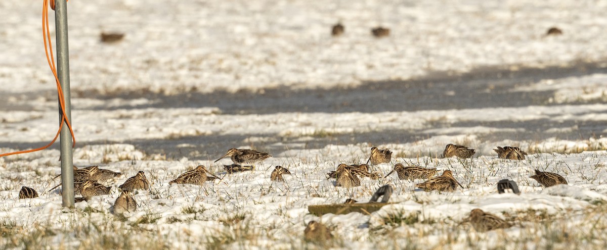 Wilson's Snipe - ML613788681