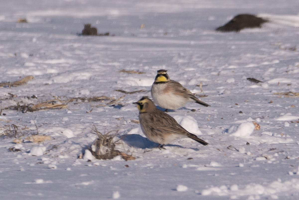 Horned Lark - ML613788693