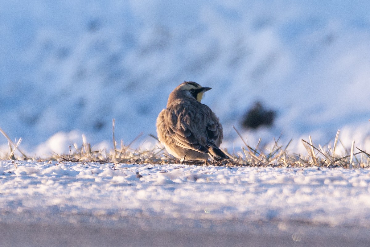 Horned Lark - ML613788695