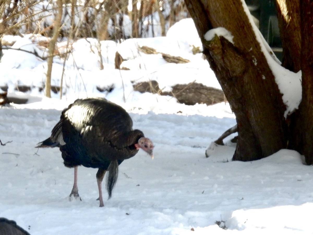 Wild Turkey - ML613788697