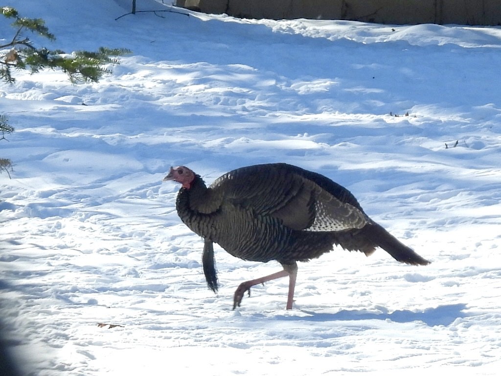 Wild Turkey - ML613788698