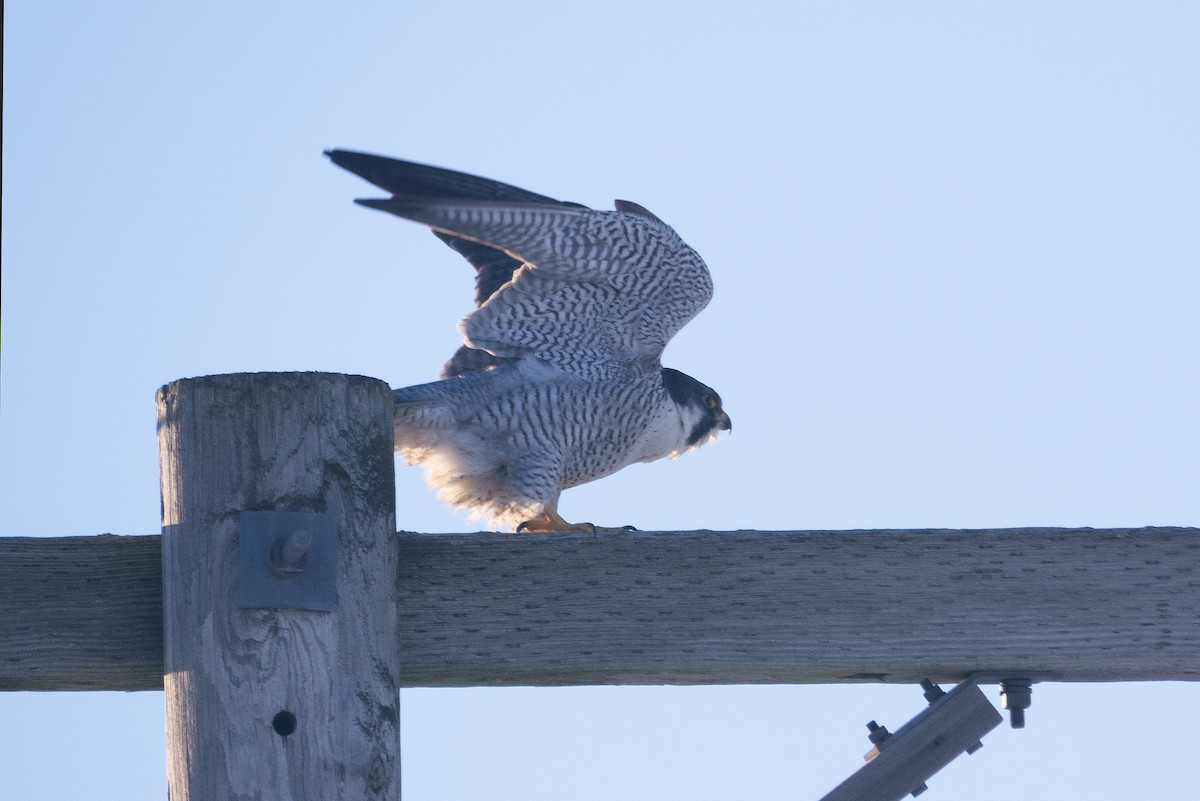 Peregrine Falcon - ML613788702