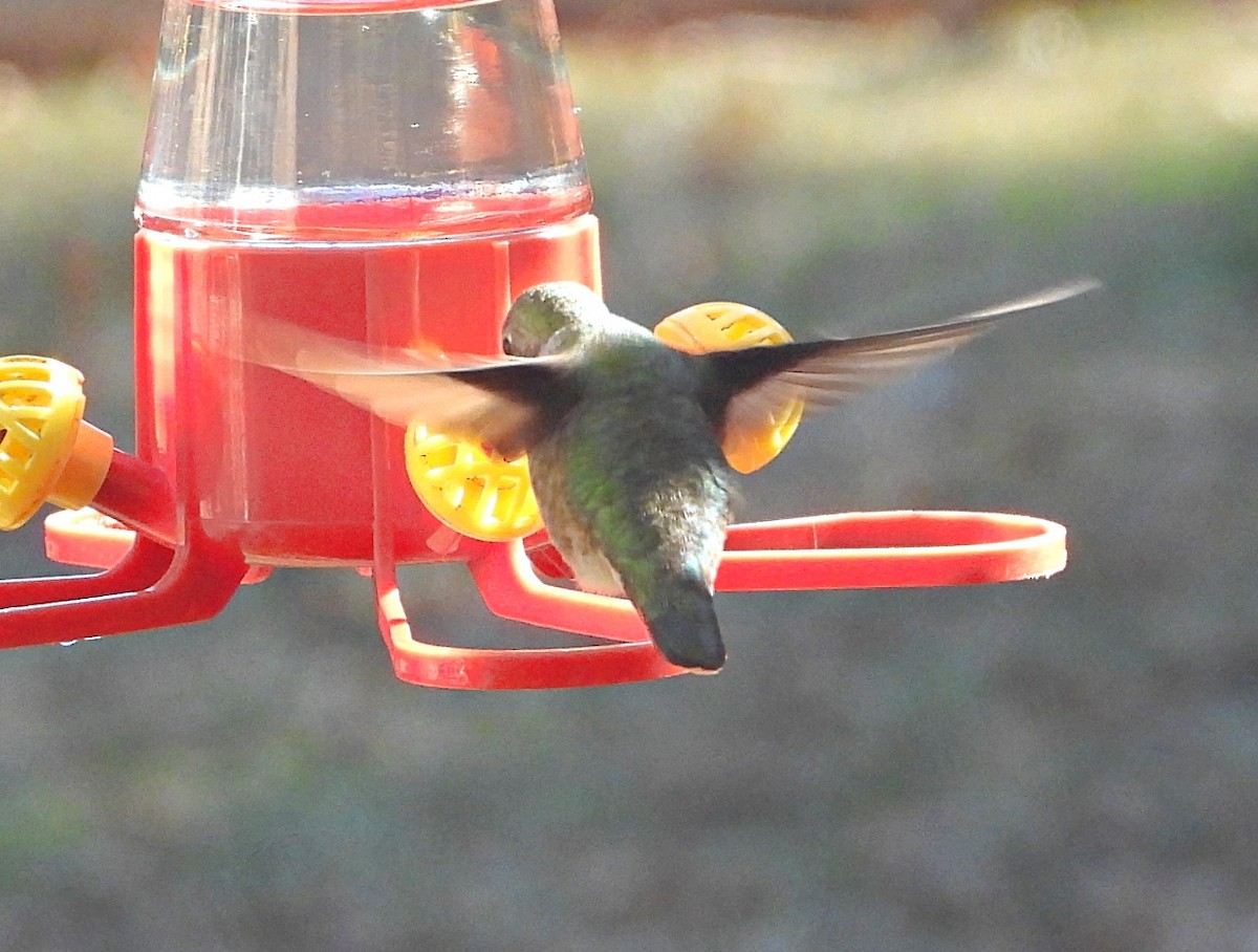 Anna's Hummingbird - ML613788732