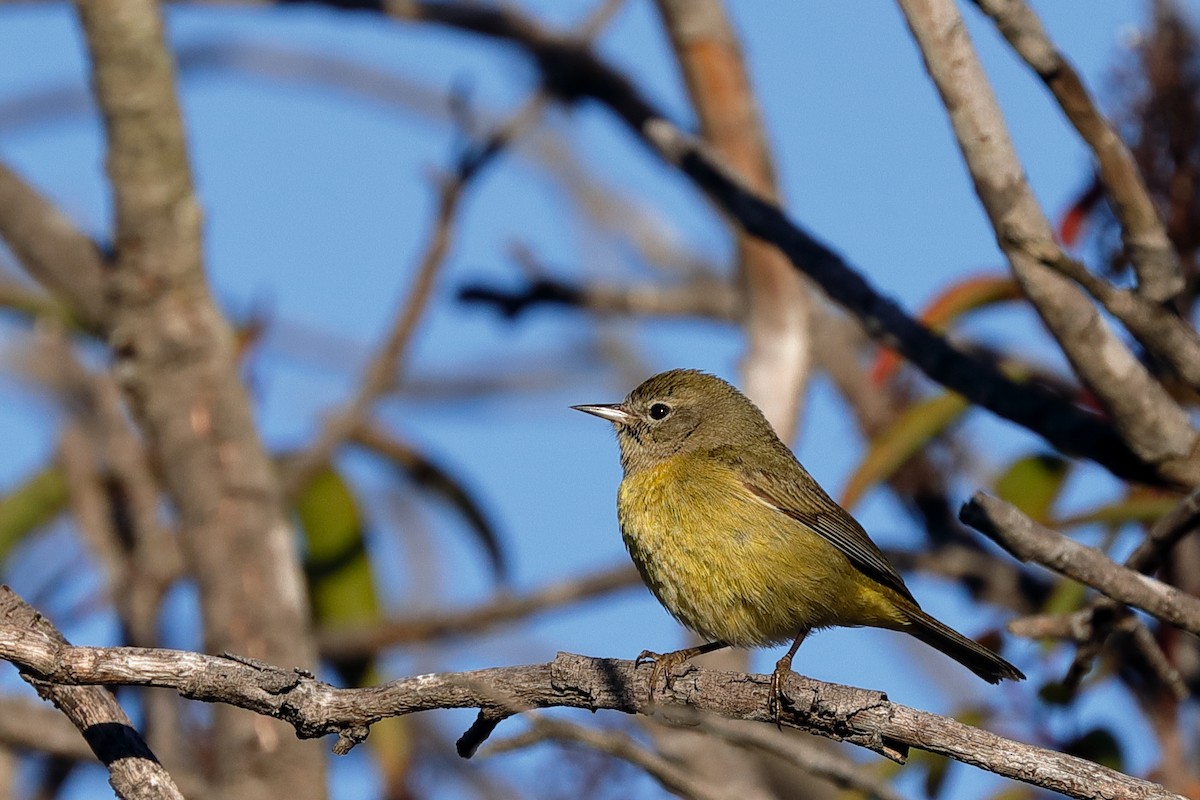 Orange-crowned Warbler - Jean Broadhvest