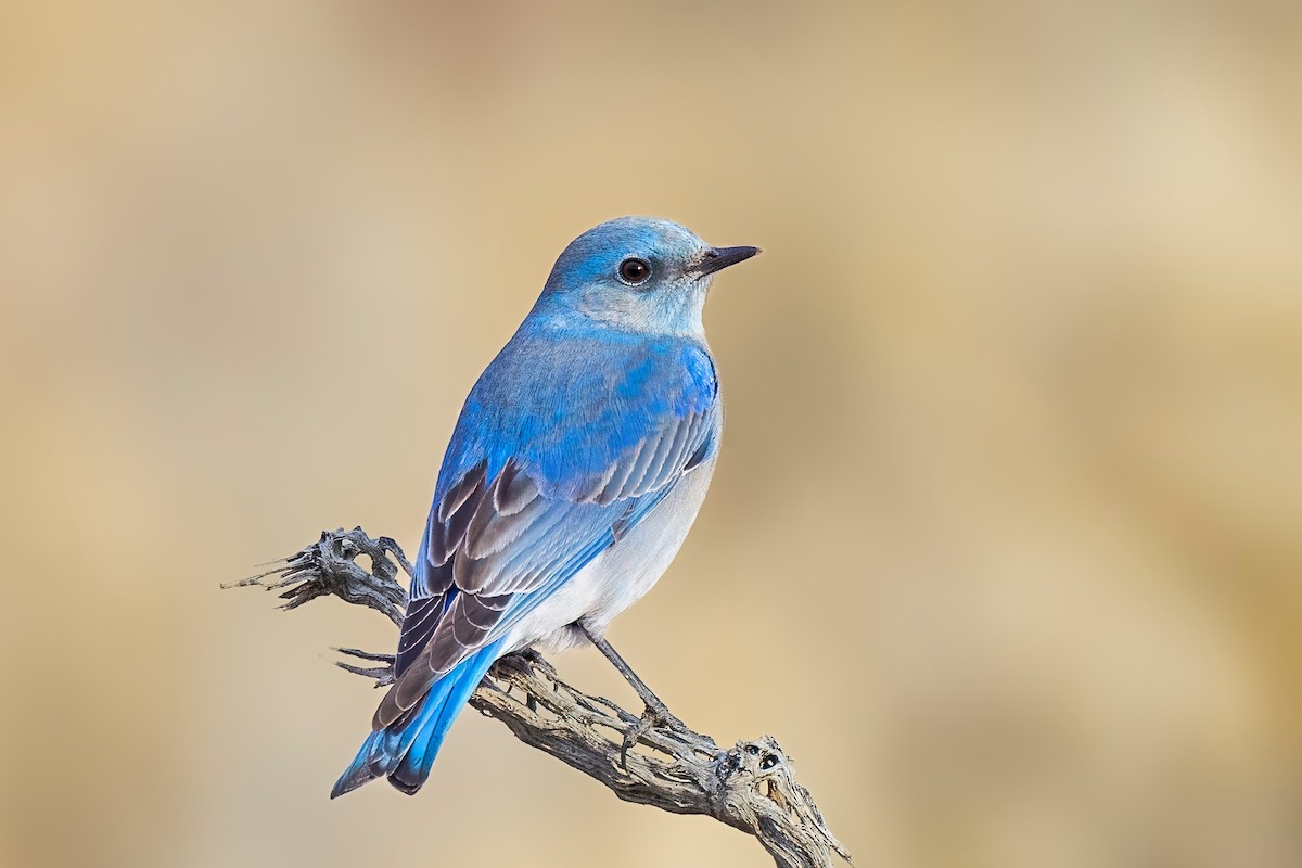 Mountain Bluebird - Fernando Ortega