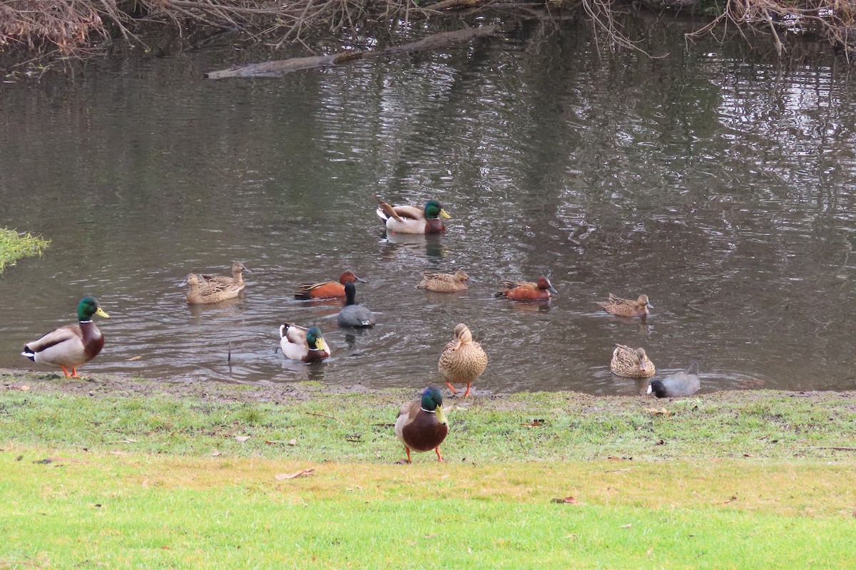 Cinnamon Teal - ML613788808