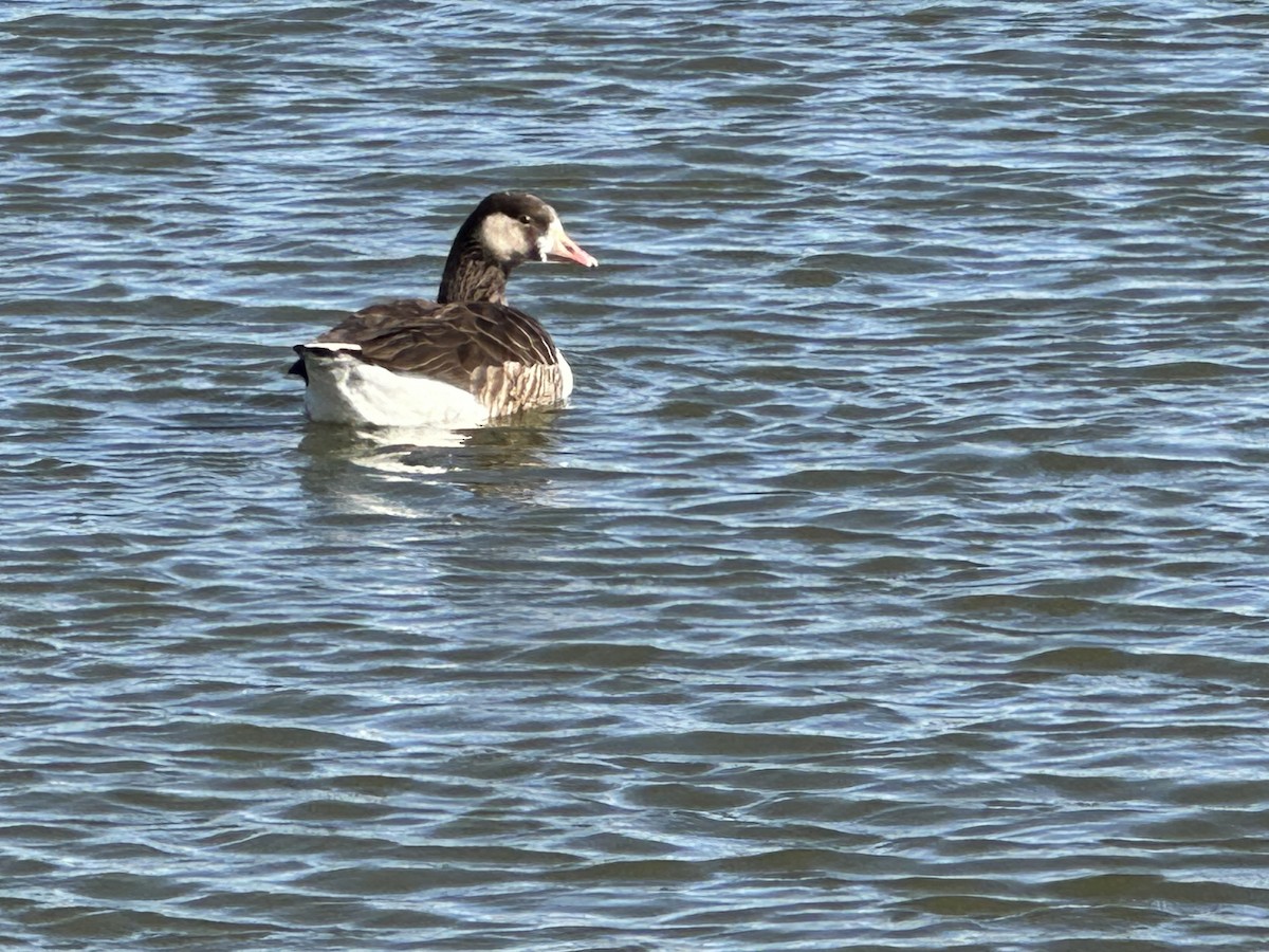 Domestic goose sp. x Canada Goose (hybrid) - ML613788812