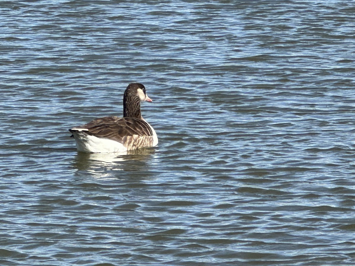 Domestic goose sp. x Canada Goose (hybrid) - ML613788814