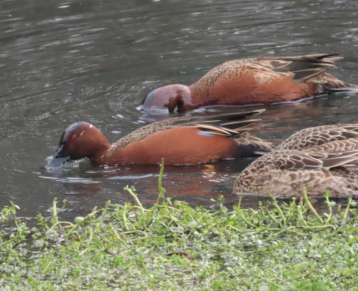 Cinnamon Teal - ML613788816