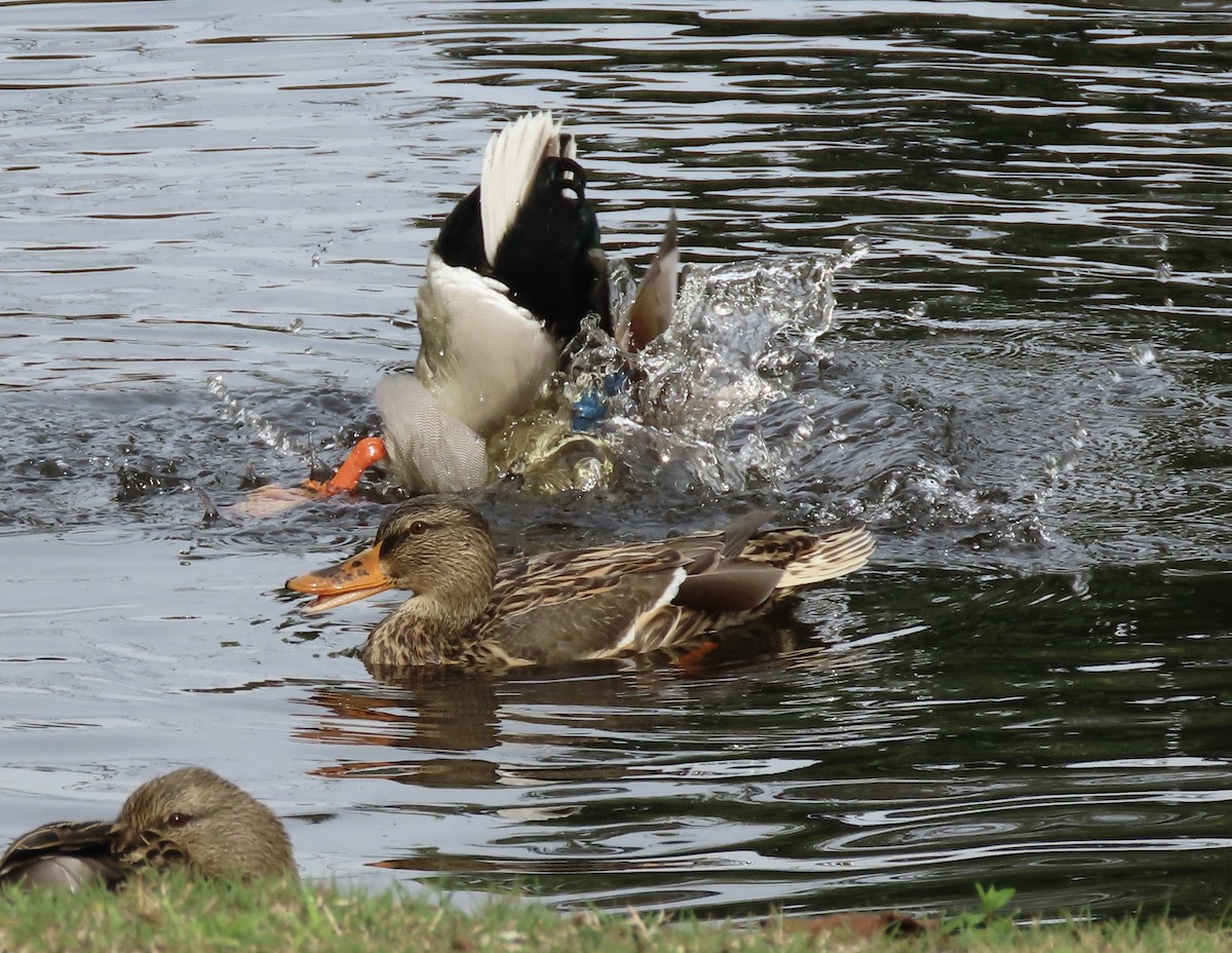 Canard colvert - ML613788829