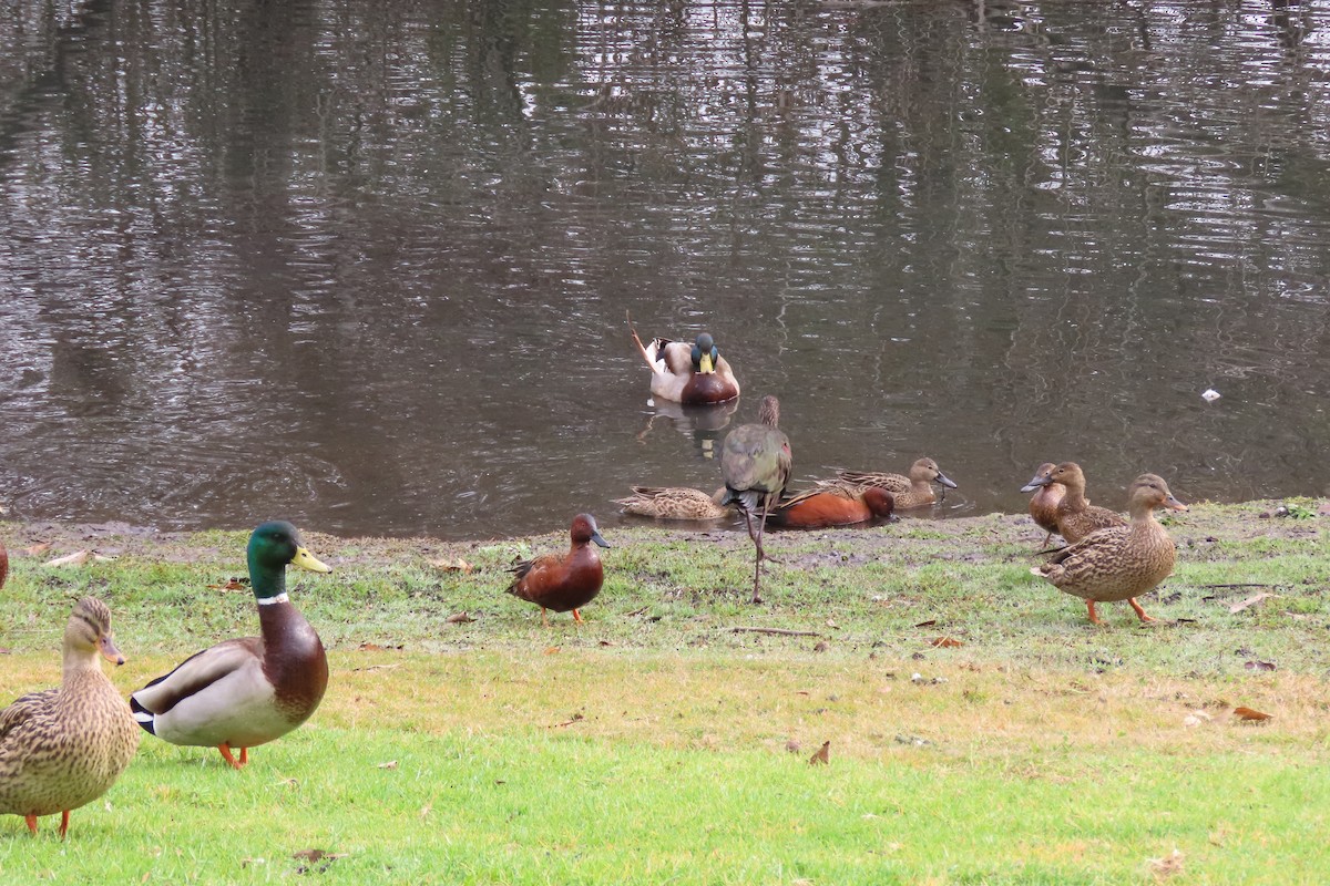 Canard colvert - ML613788861