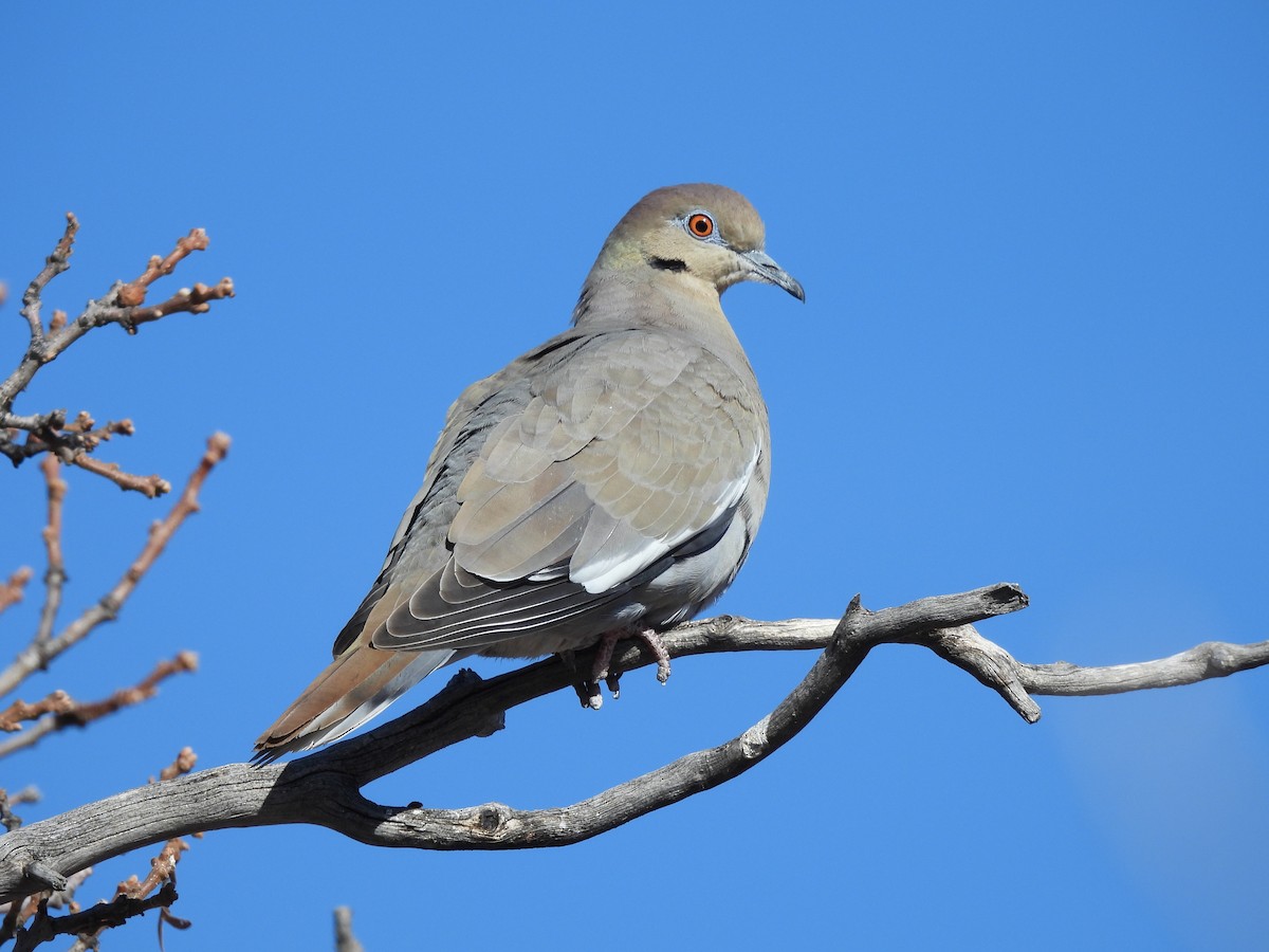 White-winged Dove - ML613788881