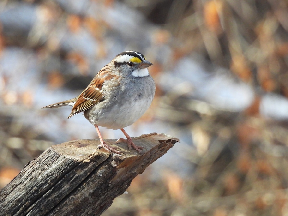 White-throated Sparrow - ML613788895