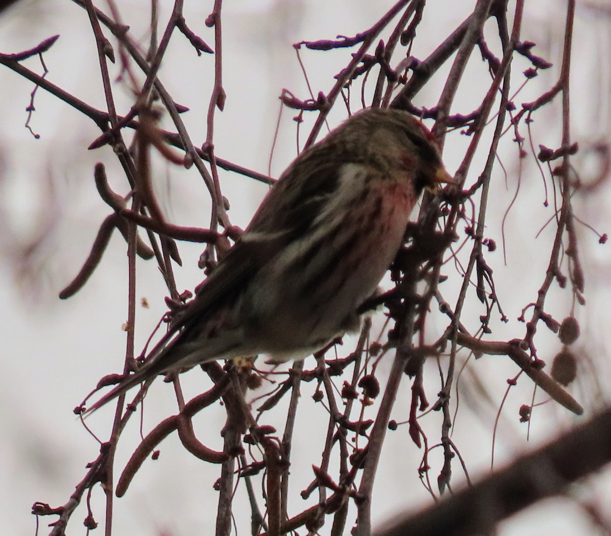 Redpoll (Common) - ML613788916