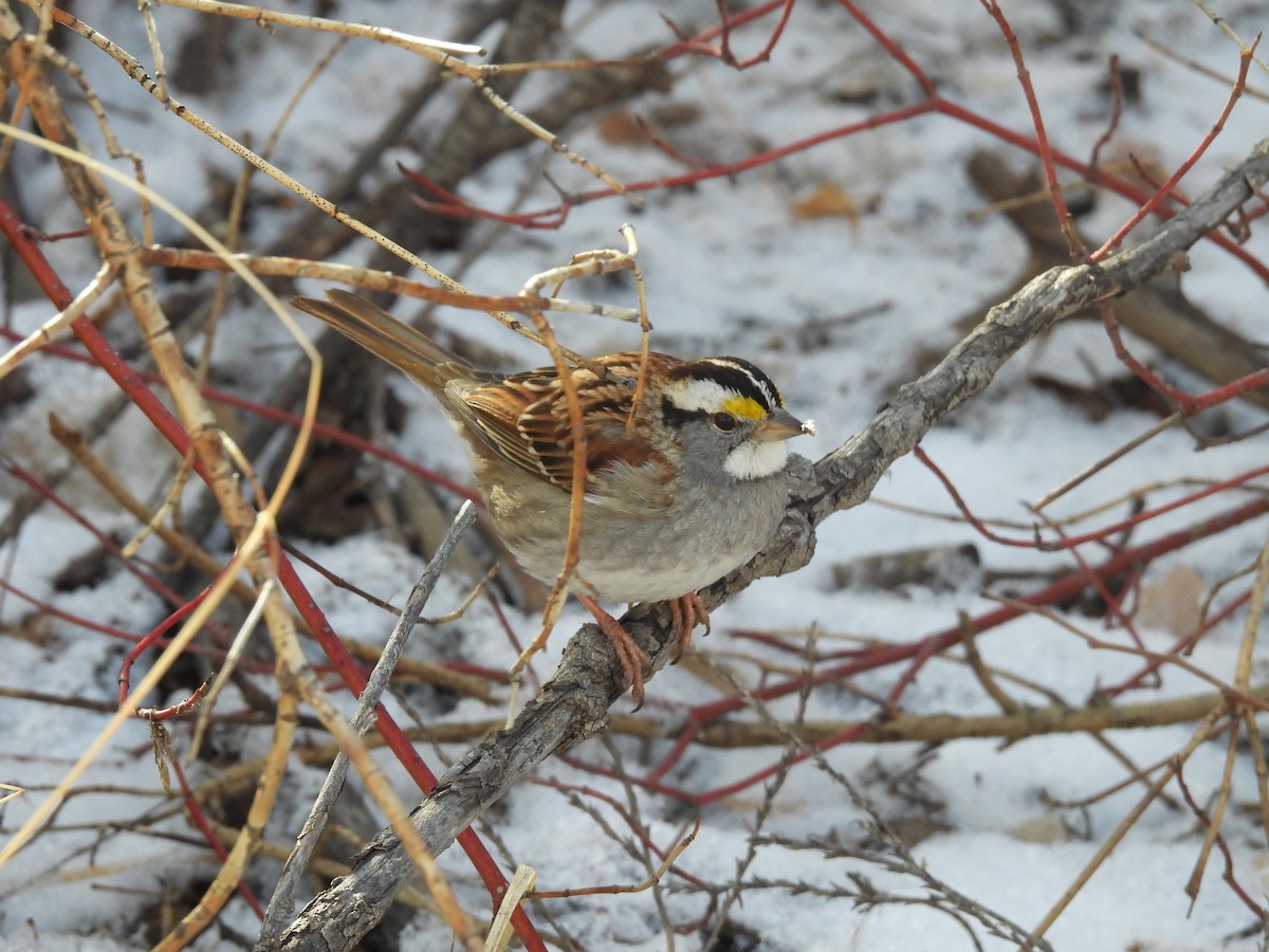 White-throated Sparrow - ML613788919