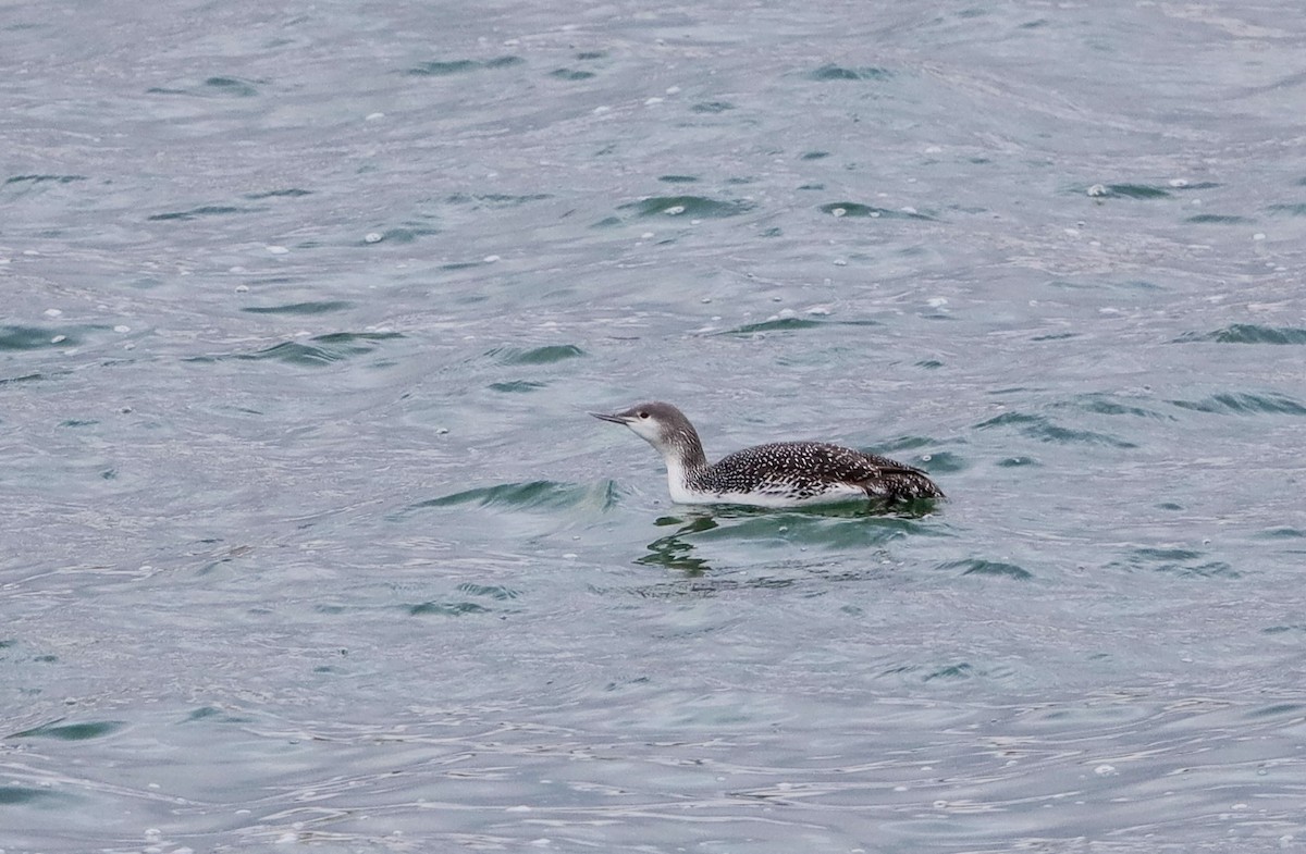 Red-throated Loon - Lynn Duncan