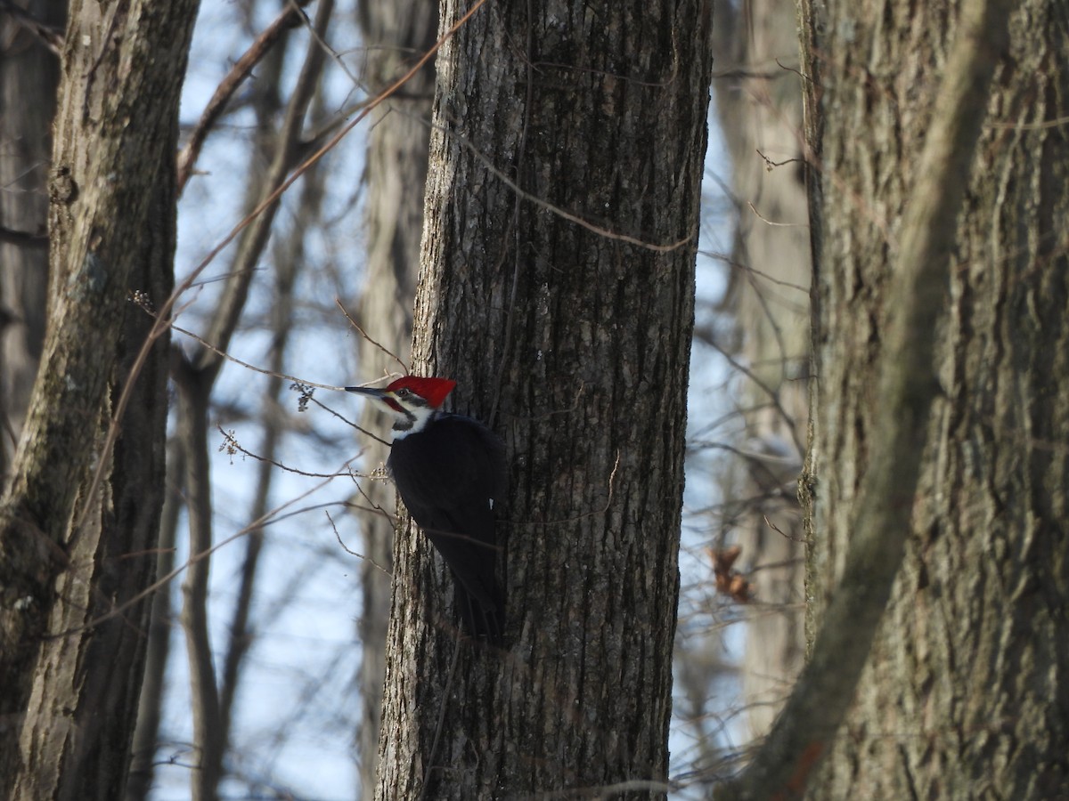 Pileated Woodpecker - ML613788936