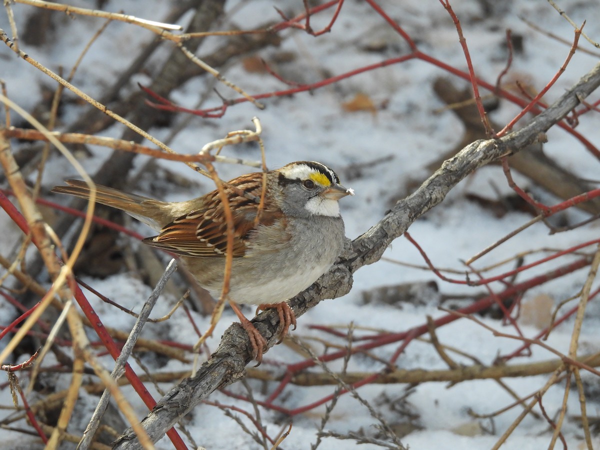 White-throated Sparrow - Tanja Britton