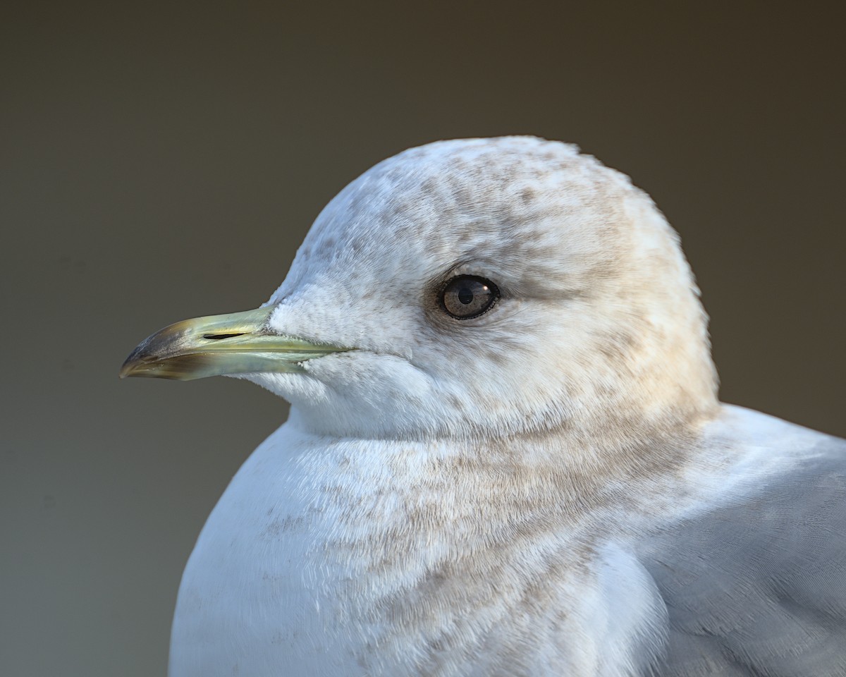 Short-billed Gull - ML613788963