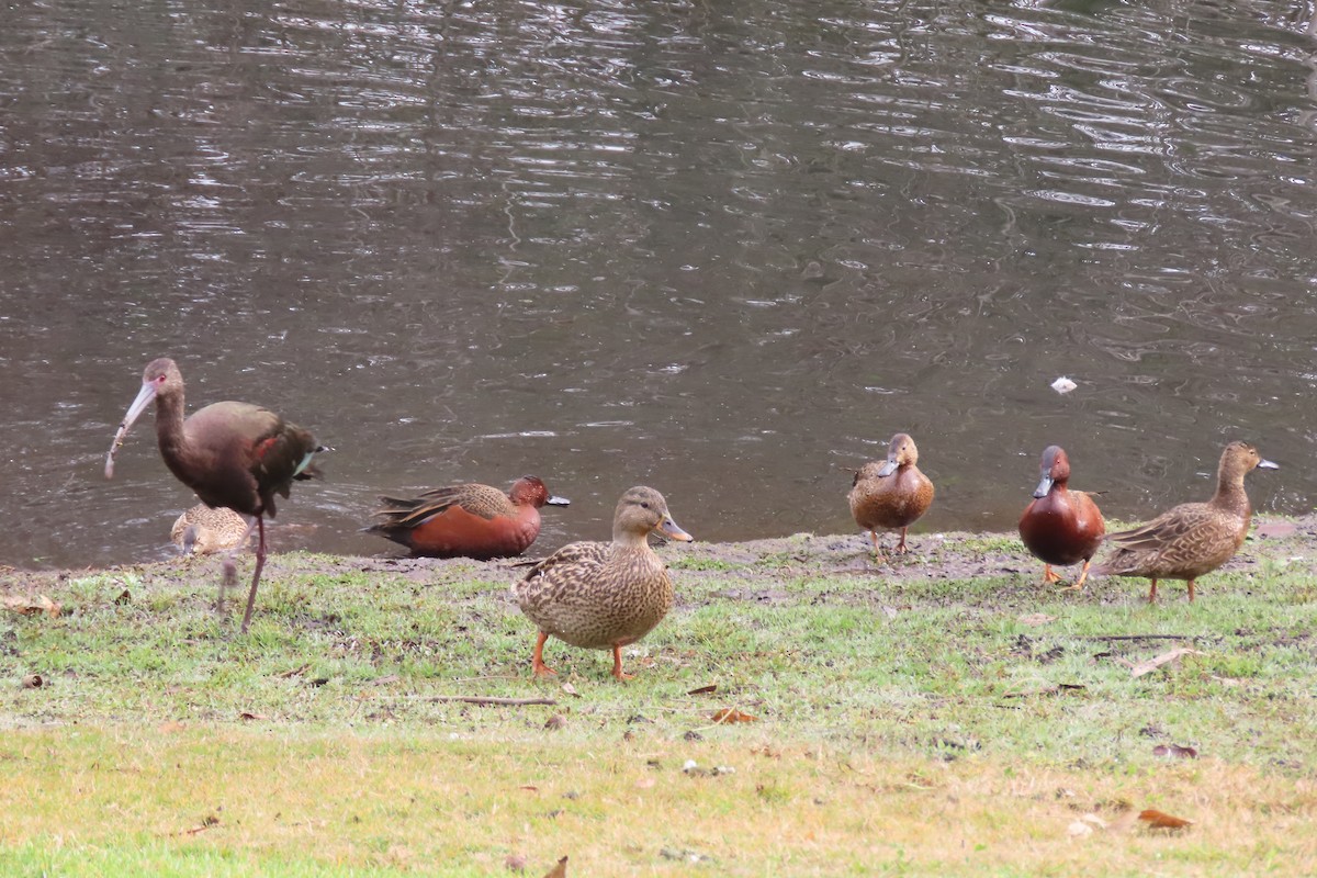 White-faced Ibis - ML613788988