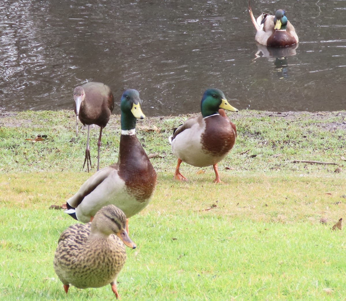 White-faced Ibis - ML613789005