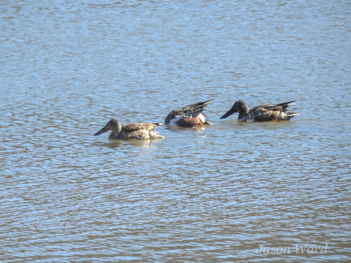 Northern Shoveler - ML613789011