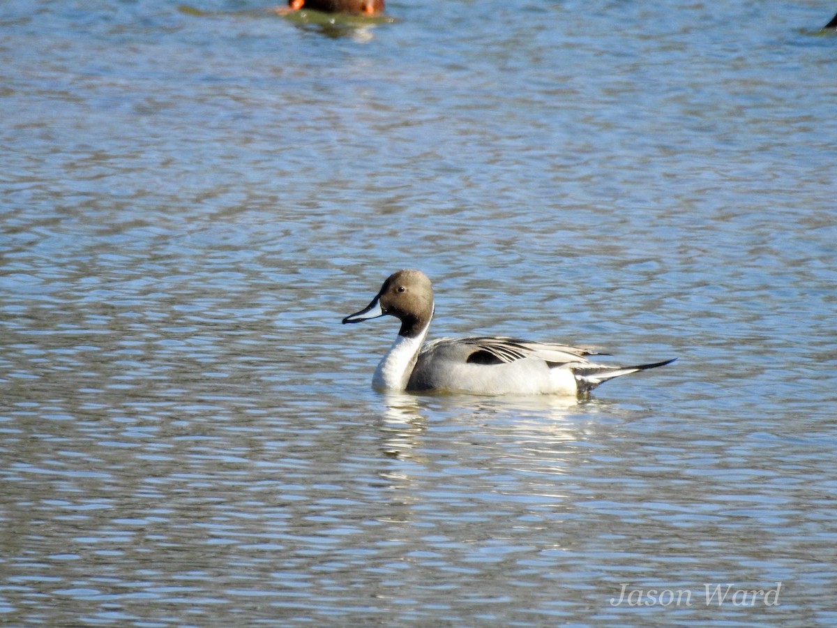 Northern Pintail - ML613789024