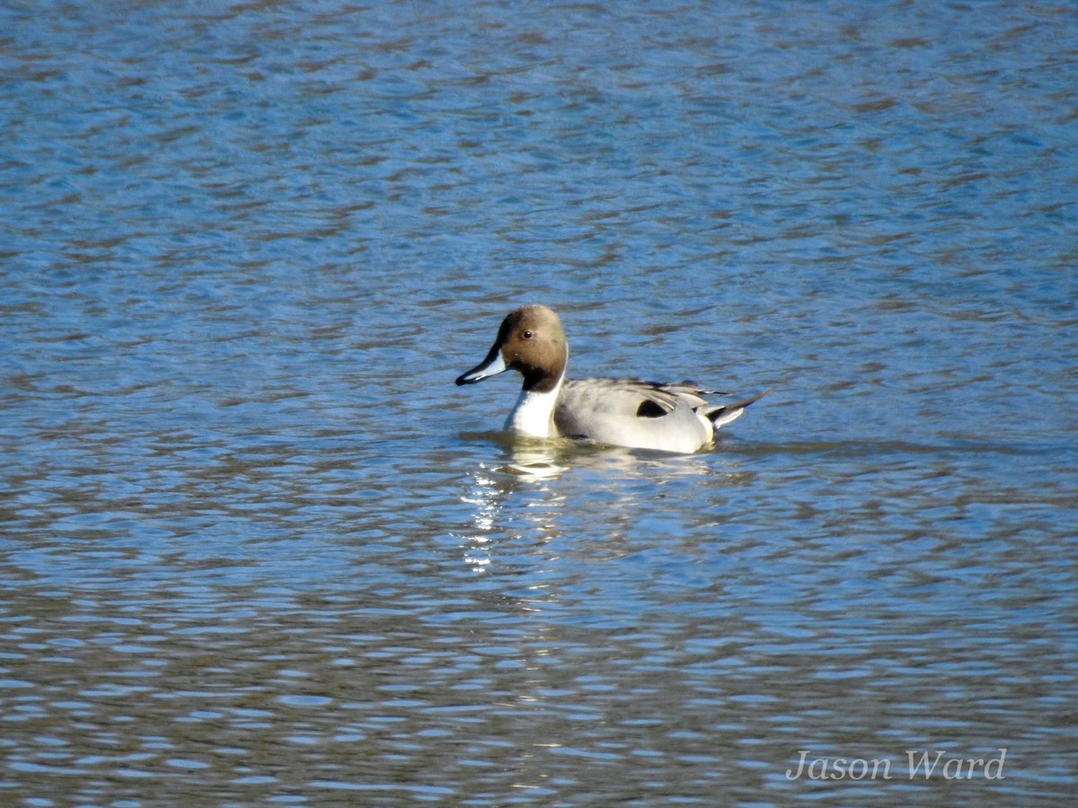 Northern Pintail - ML613789025