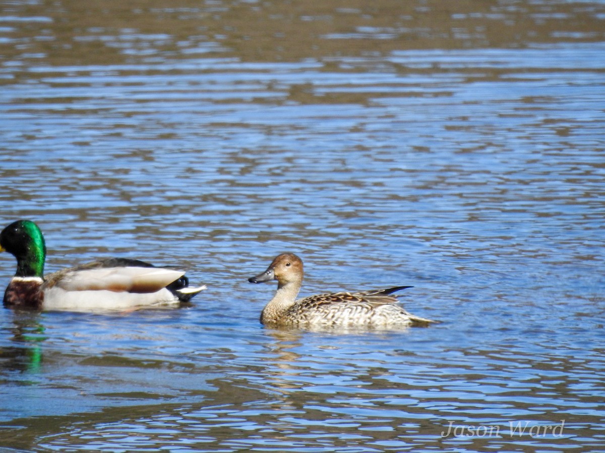 Northern Pintail - ML613789027