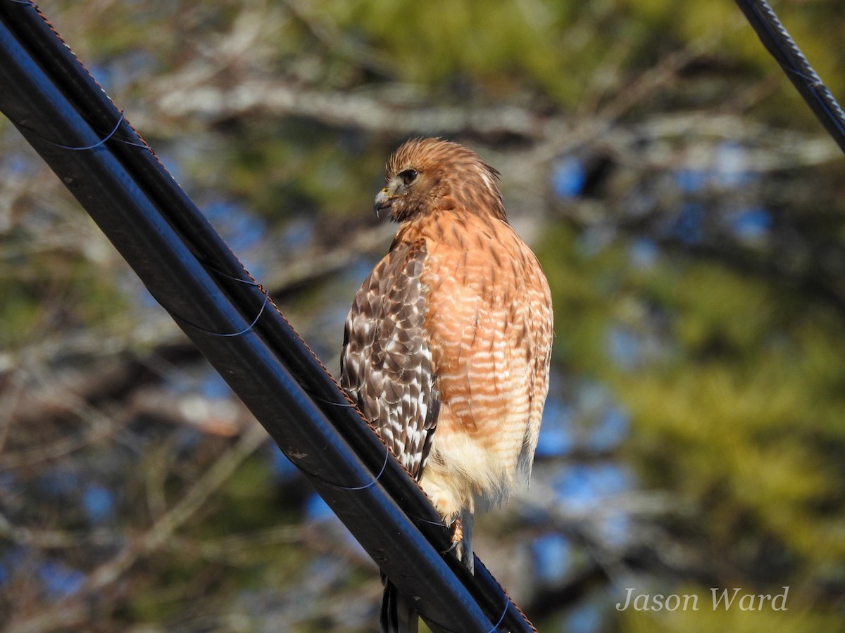 Red-shouldered Hawk - ML613789041