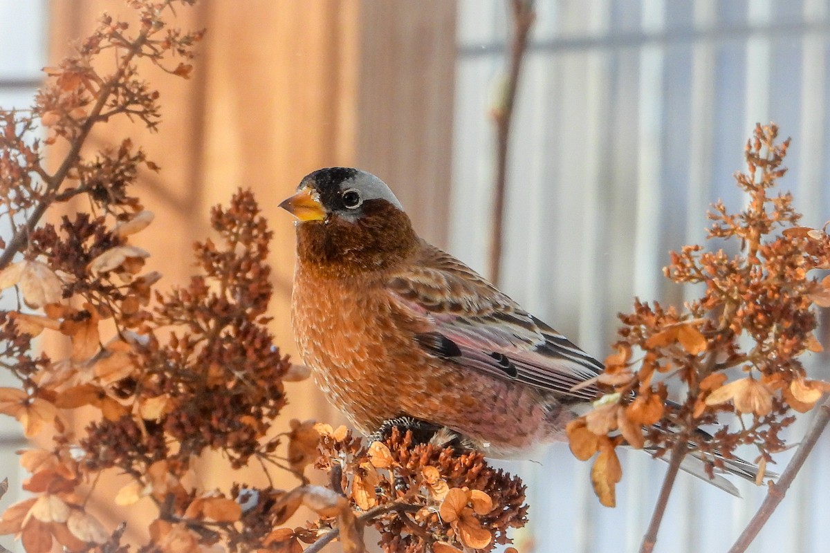 Gray-crowned Rosy-Finch - Rose Shea