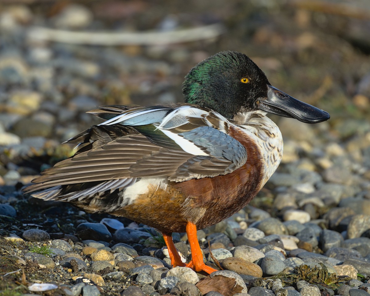 Northern Shoveler - ML613789092