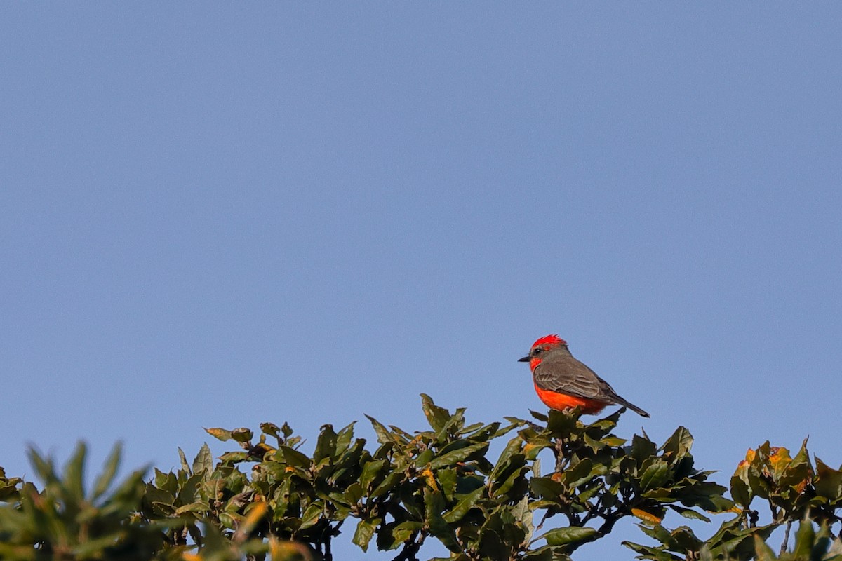 Vermilion Flycatcher - Jean Broadhvest