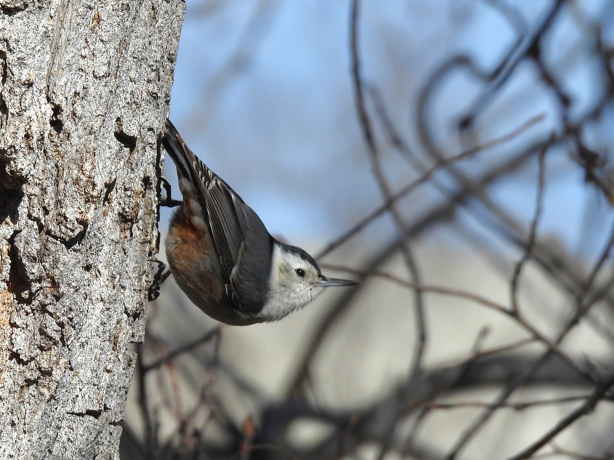 White-breasted Nuthatch - ML613789144