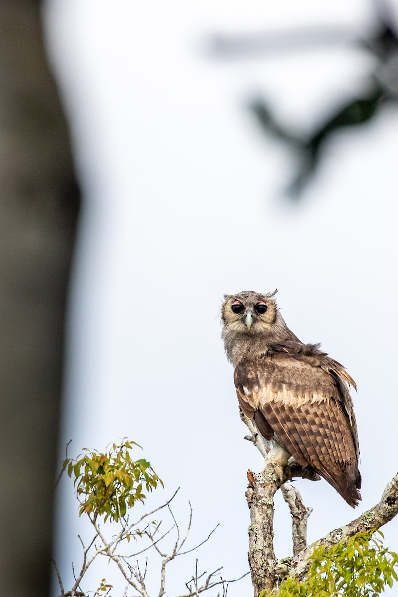 Verreaux's Eagle-Owl - ML613789157