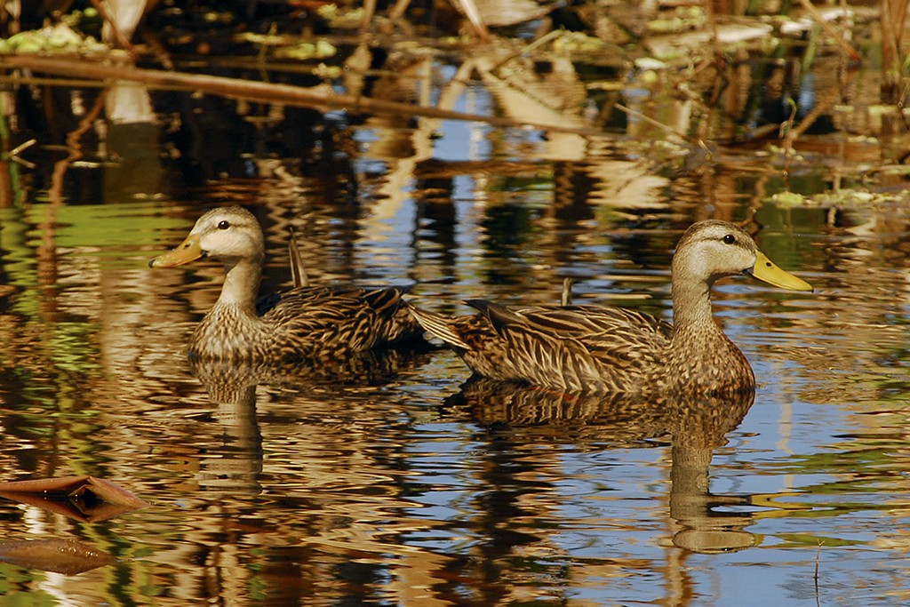 Mottled Duck (Florida) - ML613789199