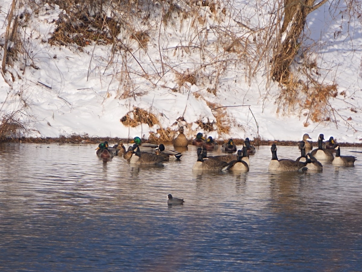 American Coot - ML613789200