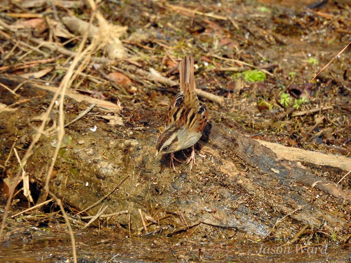 Swamp Sparrow - ML613789201