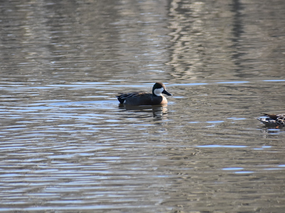 Northern Shoveler x Gadwall (hybrid) - ML613789220