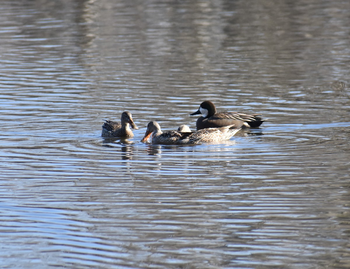 Northern Shoveler x Gadwall (hybrid) - ML613789221