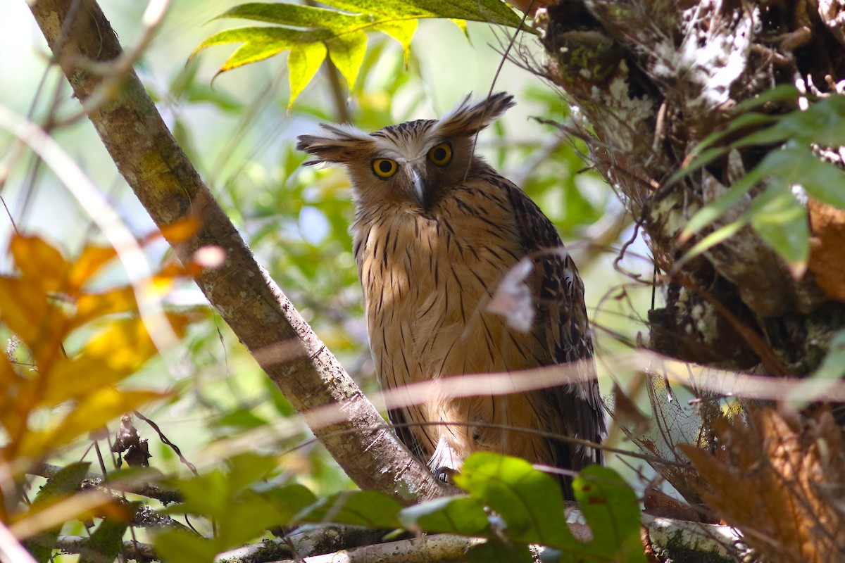 Buffy Fish-Owl - ML613789240