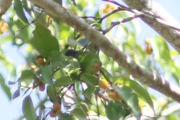 Vernal Hanging-Parrot - ML613789244