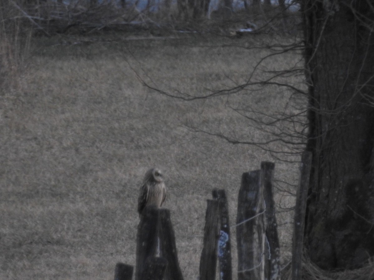 Short-eared Owl - ML613789263