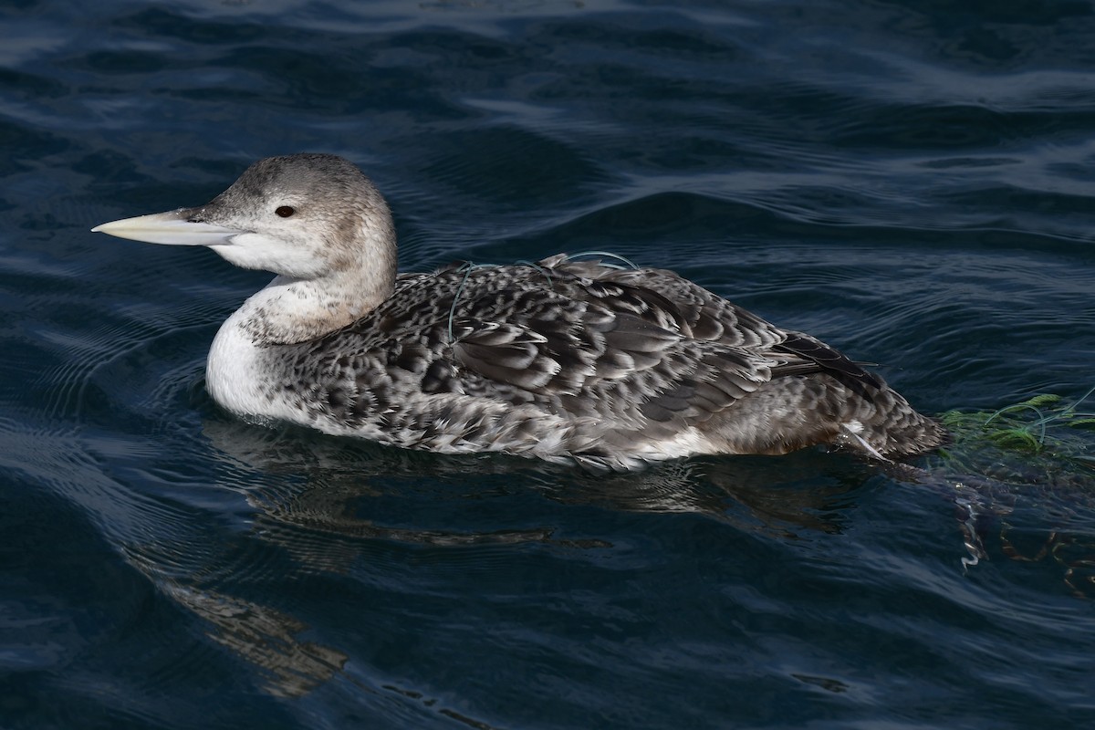 Yellow-billed Loon - ML613789274