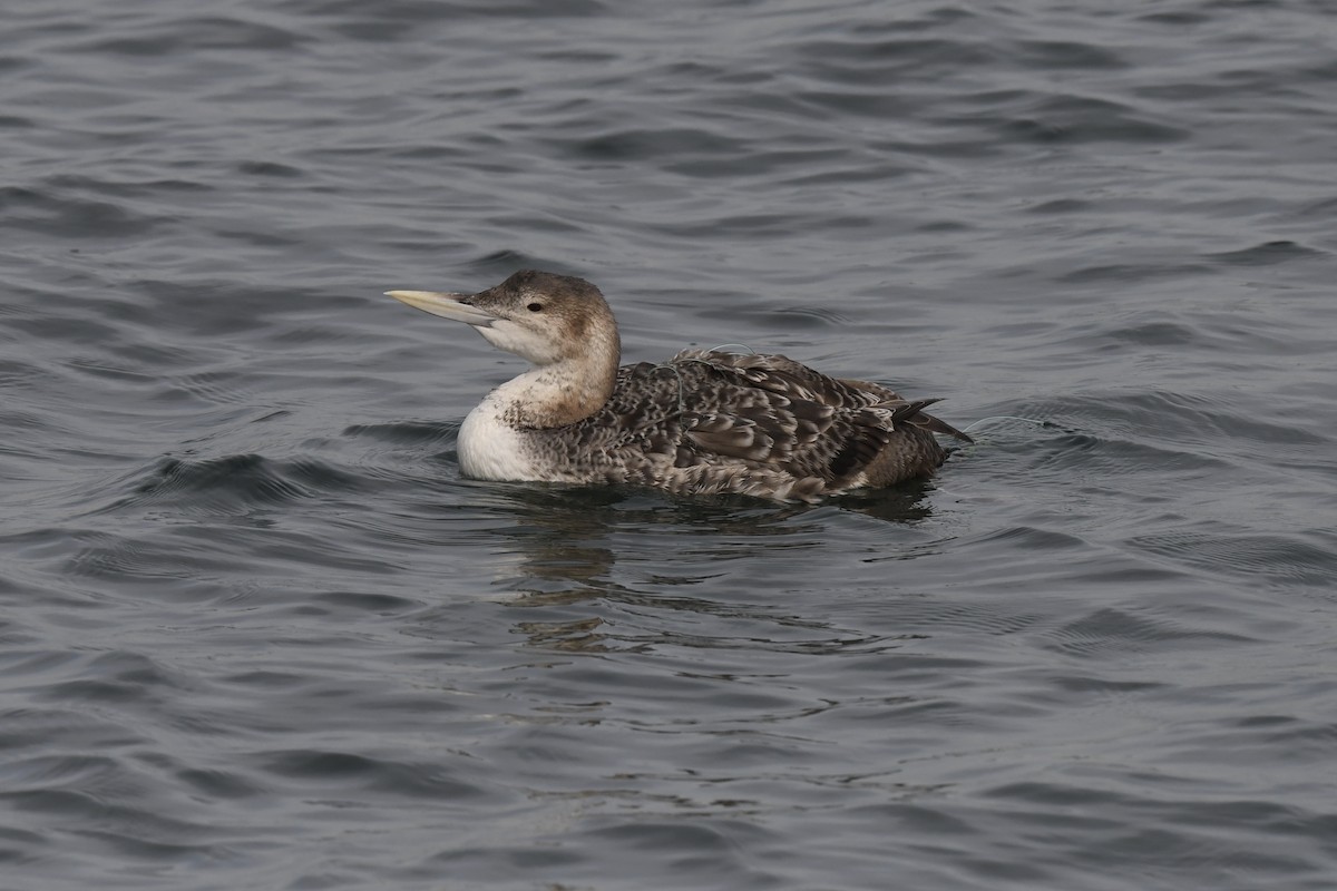 Yellow-billed Loon - ML613789290