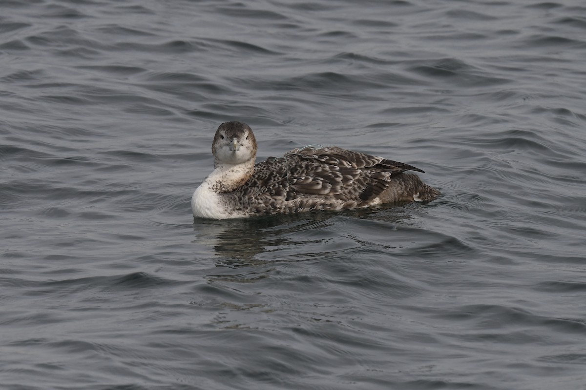 Yellow-billed Loon - ML613789303
