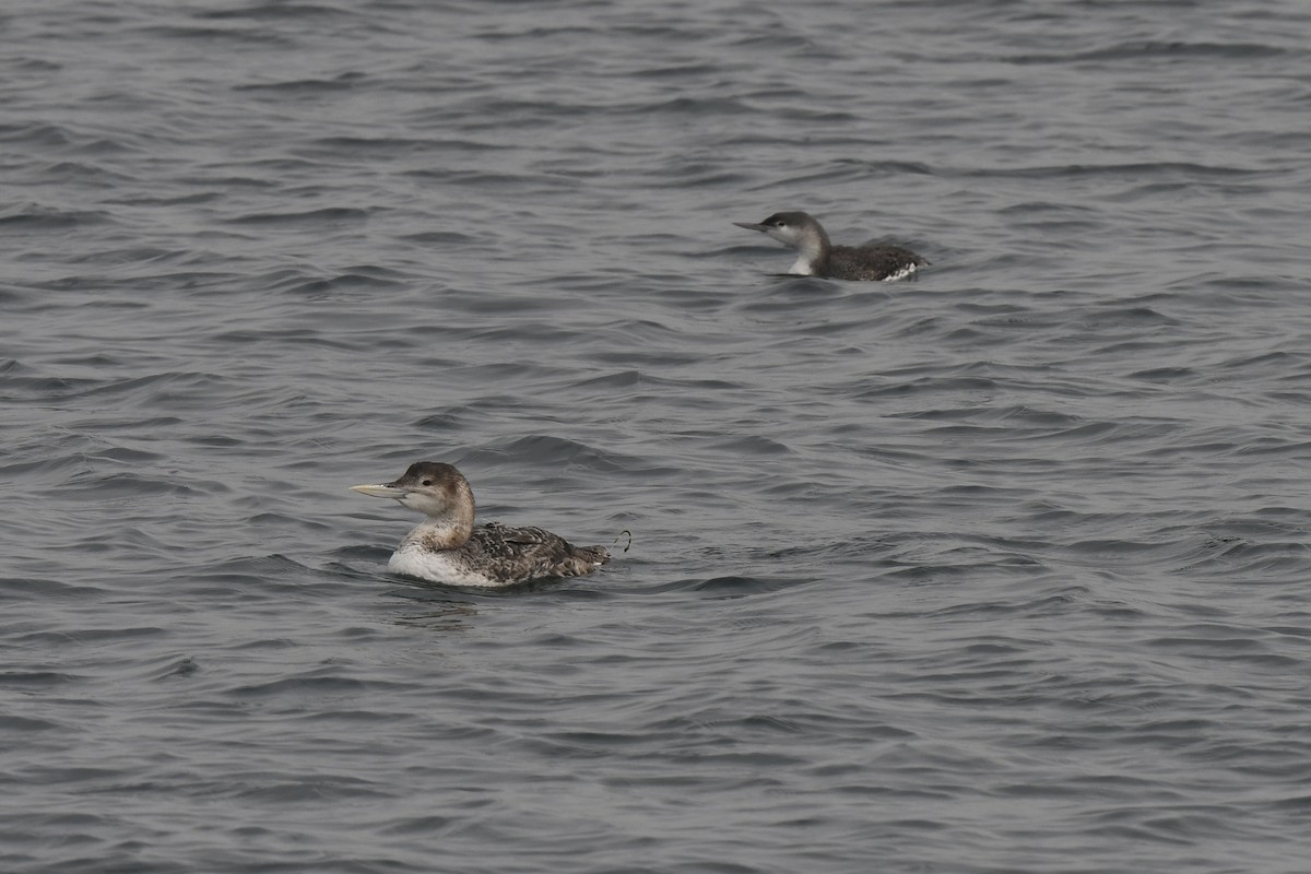Yellow-billed Loon - ML613789315